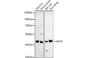 Western blot analysis of extracts of various cell lines, using MAVS antibody (ABIN6132297, ABIN6143583, ABIN6143584 and ABIN6221441) at 1:500 dilution. (MAVS 抗体  (AA 1-65))