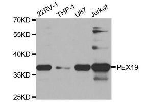 Western blot analysis of extracts of various cell lines, using PEX19 antibody. (PEX19 抗体  (AA 1-299))