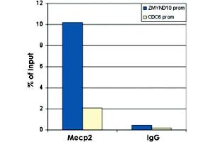 ChIP results obtained with the MECP2 polyclonal antibody . (MECP2 抗体  (C-Term))