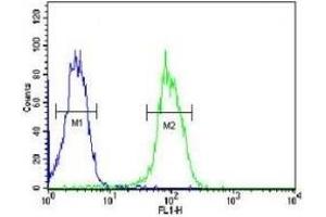 KDR antibody flow cytometric analysis of MDA-MB435 cells (green) compared to a negative control (blue). (VEGFR2/CD309 抗体  (AA 1153-1182))