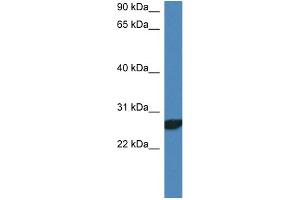 WB Suggested Anti-Ndfip2 Antibody   Titration: 1. (NDFIP2 抗体  (N-Term))