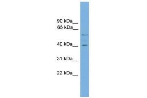 Western Blot showing EDIL3 antibody used at a concentration of 1-2 ug/ml to detect its target protein. (EDIL3 抗体  (N-Term))