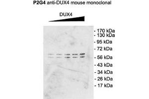 Western Blot analysis of Mouse C2C12 cell lysate showing detection of DUX4 protein using Mouse Anti-DUX4 Monoclonal Antibody, Clone P2B1 (ABIN863109). (DUX4 抗体  (C-Term))