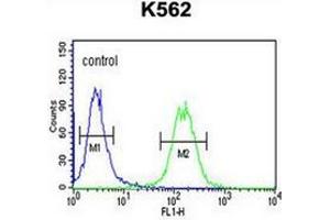 Flow cytometry analysis of K562 cells using GALR1 Antibody (Center) Cat. (Galanin Receptor 1 抗体  (Middle Region))