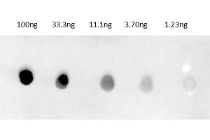 Dot Blot of Anti-Rabbit IgG Antibody680 Conjugate Dot Blot results of Donkey Anti-Rabbit IgG Antibody680 Conjugate. (驴 anti-兔 IgG Antibody (DyLight 680) - Preadsorbed)