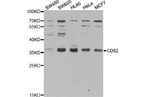 Western blot analysis of extracts of various cell lines, using CD82 antibody (ABIN5970896) at 1/1000 dilution. (CD82 抗体)