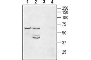 Western Blotting (WB) image for anti-Potassium Inwardly-Rectifying Channel, Subfamily J, Member 2 (KCNJ2) (AA 392-410), (Intracellular) antibody (ABIN7043479)