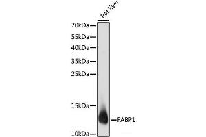 Western blot analysis of extracts of Rat liver using FABP1 Polyclonal Antibody at dilution of 1:1000. (FABP1 抗体)
