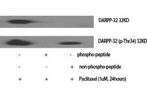 Western Blot (WB) analysis of specific cells using Phospho-DARPP-32 (T34) Polyclonal Antibody. (DARPP32 抗体  (pThr34))