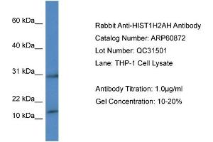 Western Blotting (WB) image for anti-Histone H2A Type 1-H (HIST1H2AH) (C-Term) antibody (ABIN2788614) (HIST1H2AH 抗体  (C-Term))