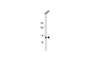 D Antibody (N-term) 20466a western blot analysis in Hela cell line lysates (35 μg/lane). (DAP 抗体  (N-Term))
