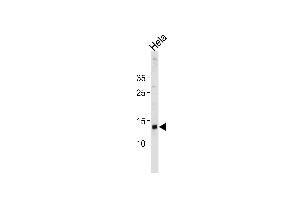 D Antibody (N-term) 20466a western blot analysis in Hela cell line lysates (35 μg/lane). (DAP 抗体  (N-Term))