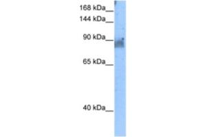 Western Blotting (WB) image for anti-NEL-Like 2 (Chicken) (NELL2) antibody (ABIN2462998) (NELL2 抗体)