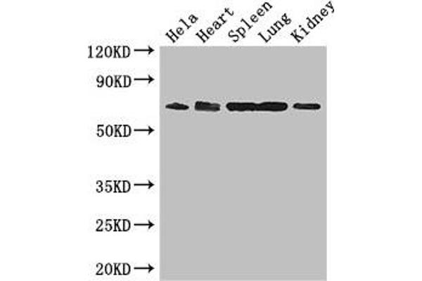 ENTPD7 Antikörper  (AA 51-350)