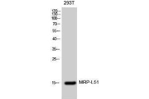 Western Blotting (WB) image for anti-Mitochondrial Ribosomal Protein L51 (MRPL51) (Internal Region) antibody (ABIN3176119) (MRPL51 抗体  (Internal Region))