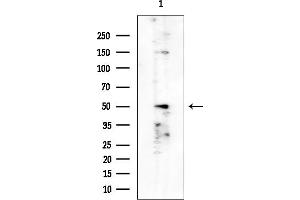 Western blot analysis of lysates from RAW264.