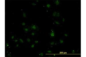 Immunofluorescence (IF) image for anti-BARX Homeobox 1 (BARX1) (AA 1-100) antibody (ABIN565971)