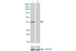 Western blot analysis of ADH4 over-expressed 293 cell line, cotransfected with ADH4 Validated Chimera RNAi (Lane 2) or non-transfected control (Lane 1). (ADH4 抗体  (AA 52-150))