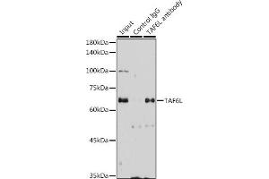 Immunoprecipitation analysis of 300 μg extracts of HeLa cells using 3 μg TL antibody (ABIN7270717). (TAF6L 抗体  (AA 1-200))
