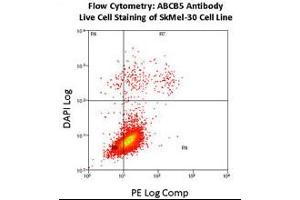 Flow Cytometry using ABCB5 Antibody (N-Term) Cat (ABIN390068 and ABIN2840592) on SkMel-30 cell line. (ABCB5 抗体  (N-Term))