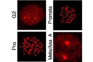 Image no. 3 for anti-MLF1 Interacting Protein (MLF1IP) (Thr78) antibody (ABIN401343) (MLF1IP 抗体  (Thr78))