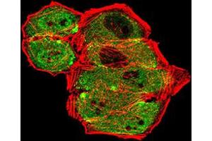 Immunofluorescence (IF) image for anti-Glutamate Receptor, Metabotropic 7 (GRM7) (AA 454-590) antibody (ABIN5611161)