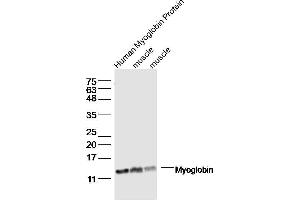 Lane1: Human Myoglobin Protein lysates Lane 2: mouse muscle lysates Lane 3: mouse muscle lysates probed with Myoglobin Polyclonal Antibody, Unconjugated  at 1:300 dilution and 4˚C overnight incubation. (Myoglobin 抗体  (AA 2-154))