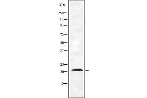 Western blot analysis of DCTN3 using LOVO whole cell lysates (DCTN3 抗体  (N-Term))
