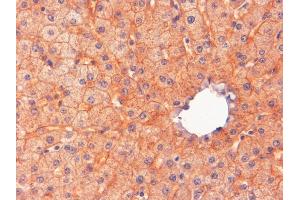 ABIN185487 (2µg/ml) staining of paraffin embedded Human Liver.