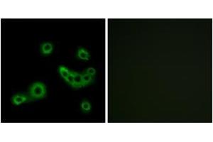 Immunofluorescence (IF) image for anti-G Protein-Coupled Receptor 172B (GPR172B) (AA 235-284) antibody (ABIN2891075) (GPR172B 抗体  (AA 235-284))