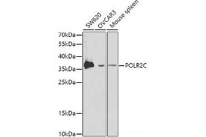 Western blot analysis of extracts of various cell lines using POLR2C Polyclonal Antibody at dilution of 1:1000. (POLR2C 抗体)
