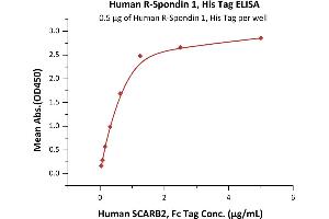 Immobilized Human R-Spondin 1, His Tag (ABIN2181684,ABIN2181683) at 5 μg/mL (100 μL/well) can bind Human SCARB2, Fc Tag (ABIN2181728,ABIN2181727) with a linear range of 0. (RSPO1 Protein (AA 21-263) (His tag))