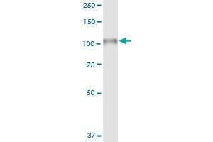 Immunoprecipitation of NLGN4X transfected lysate using anti-NLGN4X MaxPab rabbit polyclonal antibody and Protein A Magnetic Bead , and immunoblotted with NLGN4X purified MaxPab mouse polyclonal antibody (B01P) . (Neuroligin 4 抗体  (AA 1-816))