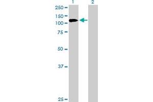 Western Blot analysis of PHC1 expression in transfected 293T cell line by PHC1 MaxPab rabbit polyclonal antibody. (PHC1 抗体  (AA 1-957))