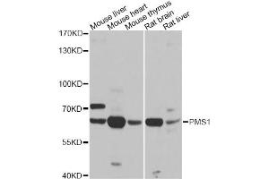 Western blot analysis of extracts of various cell lines, using PMS1 antibody. (PMS1 抗体)