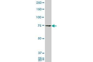 HNRPM monoclonal antibody (M01), clone 2B6. (HNRNPM 抗体  (AA 17-112))