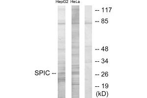 Western blot analysis of extracts from HepG2 cells and HeLa cells, using SPIC antibody. (SPIC 抗体  (Internal Region))