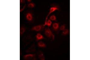 Immunofluorescence (IF) image for anti-Prohibitin (PHB) antibody (ABIN7308168)