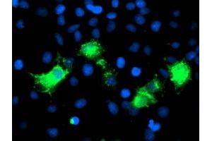 Anti-PVRL1 mouse monoclonal antibody (ABIN2454981) immunofluorescent staining of COS7 cells transiently transfected by pCMV6-ENTRY PVRL1 (RC211214). (PVRL1 抗体)