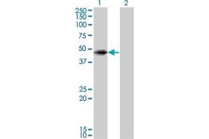 Western Blot analysis of ANGPTL5 expression in transfected 293T cell line by ANGPTL5 monoclonal antibody (M01), clone 1B2. (ANGPTL5 抗体  (AA 1-388))
