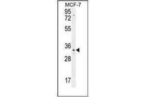 Western blot analysis of OR6C4 Antibody (C-term) in MCF-7 cell line lysates (35ug/lane). (OR6C4 抗体  (C-Term))