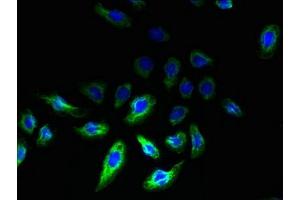 Immunofluorescent analysis of A549 cells using ABIN7167439 at dilution of 1:100 and Alexa Fluor 488-congugated AffiniPure Goat Anti-Rabbit IgG(H+L) (REEP2 抗体  (AA 78-252))
