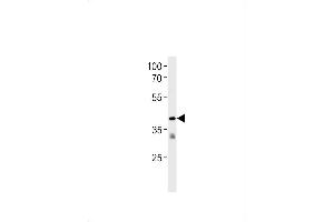 TR2 Antibody (N-term) (ABIN1881866 and ABIN2843381) western blot analysis in Jurkat cell line lysates (35 μg/lane). (GPR58 抗体  (N-Term))