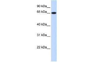 Western Blotting (WB) image for anti-Ribophorin 1 (RPN1) antibody (ABIN2458496) (RPN1 抗体)
