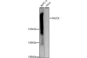 Western blot analysis of extracts of various cell lines, using MUC4 antibody (ABIN7268693) at 1:1000 dilution. (MUC4 抗体)