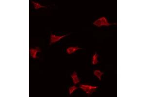 ABIN6274918 staining Hela by IF/ICC. (BMP10 抗体  (Internal Region))