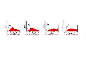 FACS analysis of BOSC23 cells using TET2. (CEACAM 1,5,6,8 抗体)