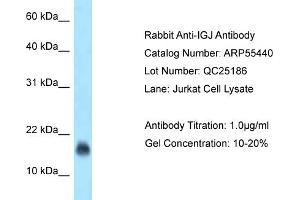 Western Blotting (WB) image for anti-Immunoglobulin J Polypeptide, Linker Protein For Immunoglobulin alpha and mu Polypeptides (IGJ) (N-Term) antibody (ABIN2786212)