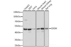 Western blot analysis of extracts of various cell lines using OXSM Polyclonal Antibody at dilution of 1:1000. (OXSM 抗体)