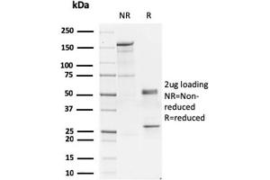 SDS-PAGE Analysis of Purified GATA-3 Mouse Monoclonal Antibody (GATA3/2445).